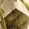 dettaglio della fava di fratterosa in olio extra vergine di oliva dell'azienda agricola i lubachi